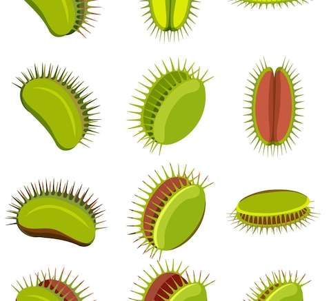 Hình ảnh vector Venus flytrap thực vật ăn thịt và côn trùng